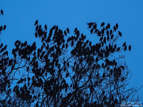 tournepierres à collier et bécasseaux sanderling à #Fouesnant #Bretagne #Finistère tournepierres à collier et bécasseaux sanderling à #Fouesnant #Bretagne #Finistère
