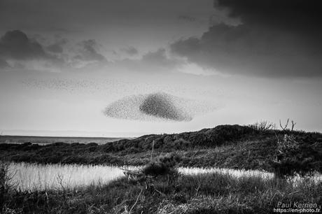 tournepierres à collier et bécasseaux sanderling à #Fouesnant #Bretagne #Finistère tournepierres à collier et bécasseaux sanderling à #Fouesnant #Bretagne #Finistère