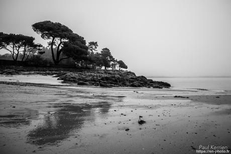 tournepierres à collier et bécasseaux sanderling à #Fouesnant #Bretagne #Finistère tournepierres à collier et bécasseaux sanderling à #Fouesnant #Bretagne #Finistère