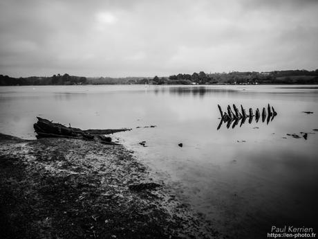tournepierres à collier et bécasseaux sanderling à #Fouesnant #Bretagne #Finistère tournepierres à collier et bécasseaux sanderling à #Fouesnant #Bretagne #Finistère