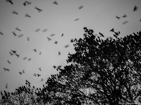 tournepierres à collier et bécasseaux sanderling à #Fouesnant #Bretagne #Finistère tournepierres à collier et bécasseaux sanderling à #Fouesnant #Bretagne #Finistère