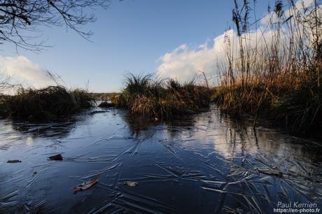 tournepierres à collier et bécasseaux sanderling à #Fouesnant #Bretagne #Finistère tournepierres à collier et bécasseaux sanderling à #Fouesnant #Bretagne #Finistère