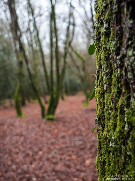 tournepierres à collier et bécasseaux sanderling à #Fouesnant #Bretagne #Finistère tournepierres à collier et bécasseaux sanderling à #Fouesnant #Bretagne #Finistère