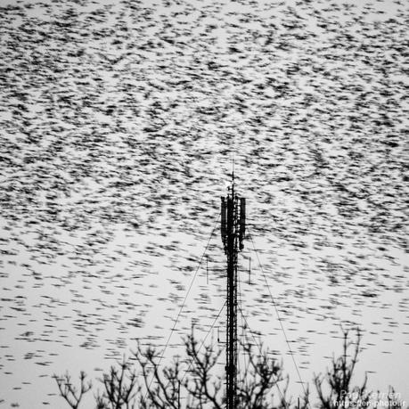 tournepierres à collier et bécasseaux sanderling à #Fouesnant #Bretagne #Finistère tournepierres à collier et bécasseaux sanderling à #Fouesnant #Bretagne #Finistère
