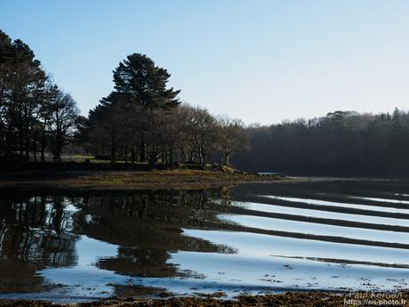 tournepierres à collier et bécasseaux sanderling à #Fouesnant #Bretagne #Finistère tournepierres à collier et bécasseaux sanderling à #Fouesnant #Bretagne #Finistère