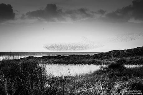 tournepierres à collier et bécasseaux sanderling à #Fouesnant #Bretagne #Finistère tournepierres à collier et bécasseaux sanderling à #Fouesnant #Bretagne #Finistère