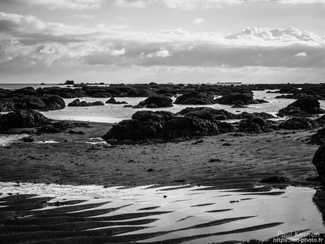 tournepierres à collier et bécasseaux sanderling à #Fouesnant #Bretagne #Finistère tournepierres à collier et bécasseaux sanderling à #Fouesnant #Bretagne #Finistère