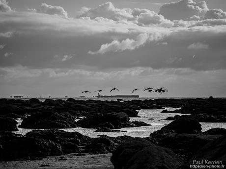 tournepierres à collier et bécasseaux sanderling à #Fouesnant #Bretagne #Finistère tournepierres à collier et bécasseaux sanderling à #Fouesnant #Bretagne #Finistère