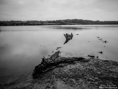 tournepierres à collier et bécasseaux sanderling à #Fouesnant #Bretagne #Finistère tournepierres à collier et bécasseaux sanderling à #Fouesnant #Bretagne #Finistère