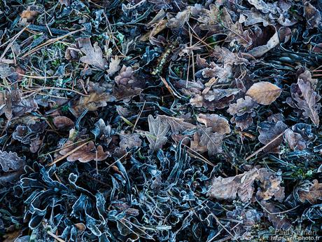 tournepierres à collier et bécasseaux sanderling à #Fouesnant #Bretagne #Finistère tournepierres à collier et bécasseaux sanderling à #Fouesnant #Bretagne #Finistère