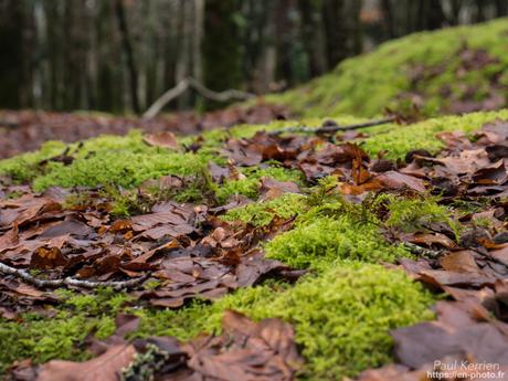 tournepierres à collier et bécasseaux sanderling à #Fouesnant #Bretagne #Finistère tournepierres à collier et bécasseaux sanderling à #Fouesnant #Bretagne #Finistère