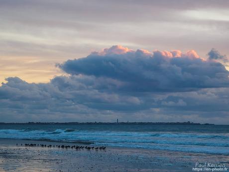 tournepierres à collier et bécasseaux sanderling à #Fouesnant #Bretagne #Finistère tournepierres à collier et bécasseaux sanderling à #Fouesnant #Bretagne #Finistère