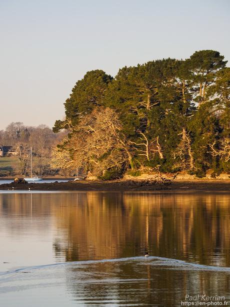 tournepierres à collier et bécasseaux sanderling à #Fouesnant #Bretagne #Finistère tournepierres à collier et bécasseaux sanderling à #Fouesnant #Bretagne #Finistère