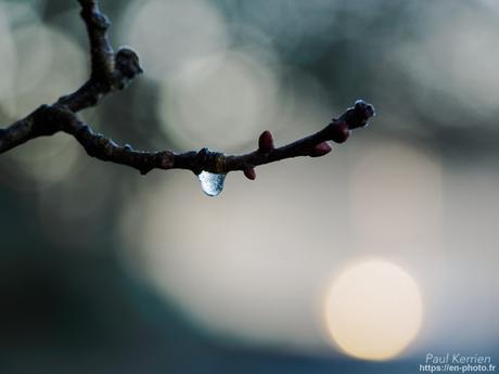 tournepierres à collier et bécasseaux sanderling à #Fouesnant #Bretagne #Finistère tournepierres à collier et bécasseaux sanderling à #Fouesnant #Bretagne #Finistère