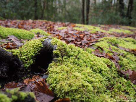 tournepierres à collier et bécasseaux sanderling à #Fouesnant #Bretagne #Finistère tournepierres à collier et bécasseaux sanderling à #Fouesnant #Bretagne #Finistère