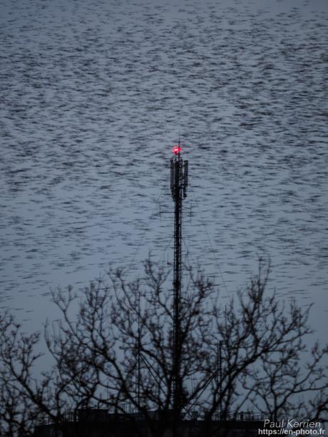 tournepierres à collier et bécasseaux sanderling à #Fouesnant #Bretagne #Finistère tournepierres à collier et bécasseaux sanderling à #Fouesnant #Bretagne #Finistère