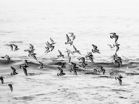 tournepierres à collier et bécasseaux sanderling à #Fouesnant #Bretagne #Finistère tournepierres à collier et bécasseaux sanderling à #Fouesnant #Bretagne #Finistère
