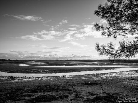 tournepierres à collier et bécasseaux sanderling à #Fouesnant #Bretagne #Finistère tournepierres à collier et bécasseaux sanderling à #Fouesnant #Bretagne #Finistère