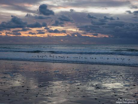tournepierres à collier et bécasseaux sanderling à #Fouesnant #Bretagne #Finistère tournepierres à collier et bécasseaux sanderling à #Fouesnant #Bretagne #Finistère