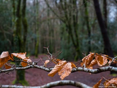 tournepierres à collier et bécasseaux sanderling à #Fouesnant #Bretagne #Finistère tournepierres à collier et bécasseaux sanderling à #Fouesnant #Bretagne #Finistère