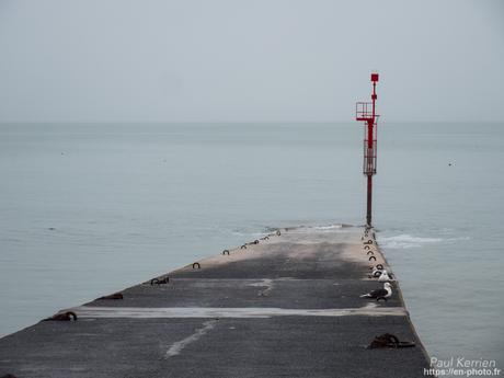 tournepierres à collier et bécasseaux sanderling à #Fouesnant #Bretagne #Finistère tournepierres à collier et bécasseaux sanderling à #Fouesnant #Bretagne #Finistère