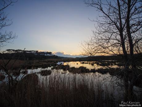 tournepierres à collier et bécasseaux sanderling à #Fouesnant #Bretagne #Finistère tournepierres à collier et bécasseaux sanderling à #Fouesnant #Bretagne #Finistère