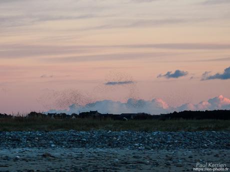 tournepierres à collier et bécasseaux sanderling à #Fouesnant #Bretagne #Finistère tournepierres à collier et bécasseaux sanderling à #Fouesnant #Bretagne #Finistère