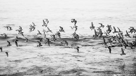 tournepierres à collier et bécasseaux sanderling à #Fouesnant #Bretagne #Finistère tournepierres à collier et bécasseaux sanderling à #Fouesnant #Bretagne #Finistère