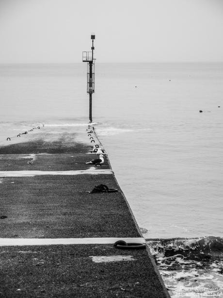 tournepierres à collier et bécasseaux sanderling à #Fouesnant #Bretagne #Finistère tournepierres à collier et bécasseaux sanderling à #Fouesnant #Bretagne #Finistère