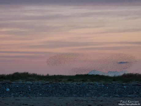 tournepierres à collier et bécasseaux sanderling à #Fouesnant #Bretagne #Finistère tournepierres à collier et bécasseaux sanderling à #Fouesnant #Bretagne #Finistère
