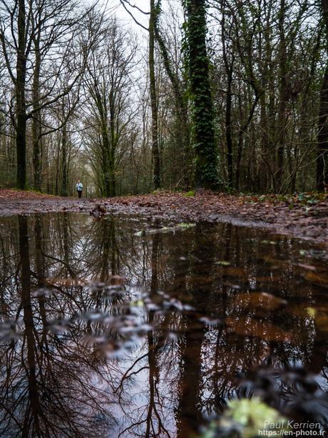 tournepierres à collier et bécasseaux sanderling à #Fouesnant #Bretagne #Finistère tournepierres à collier et bécasseaux sanderling à #Fouesnant #Bretagne #Finistère