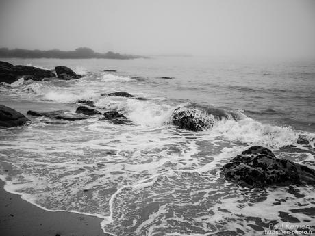 tournepierres à collier et bécasseaux sanderling à #Fouesnant #Bretagne #Finistère tournepierres à collier et bécasseaux sanderling à #Fouesnant #Bretagne #Finistère