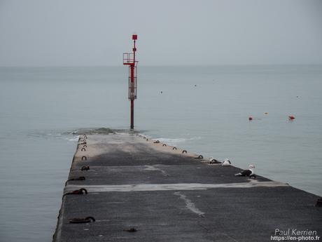 tournepierres à collier et bécasseaux sanderling à #Fouesnant #Bretagne #Finistère tournepierres à collier et bécasseaux sanderling à #Fouesnant #Bretagne #Finistère