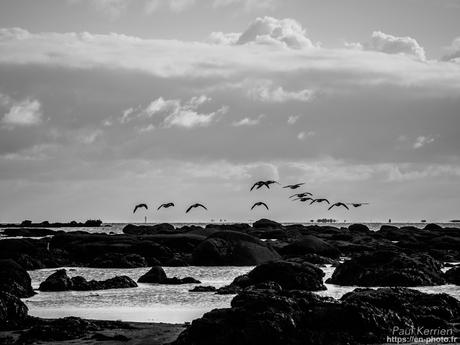 tournepierres à collier et bécasseaux sanderling à #Fouesnant #Bretagne #Finistère tournepierres à collier et bécasseaux sanderling à #Fouesnant #Bretagne #Finistère