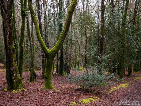 tournepierres à collier et bécasseaux sanderling à #Fouesnant #Bretagne #Finistère tournepierres à collier et bécasseaux sanderling à #Fouesnant #Bretagne #Finistère