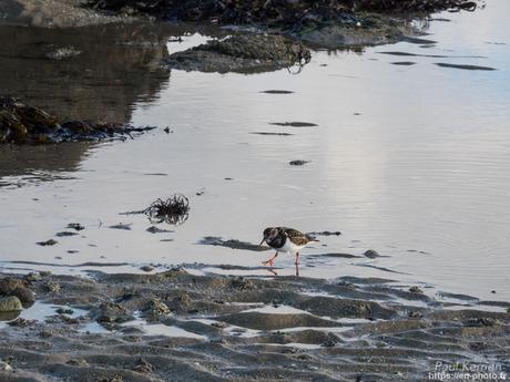 tournepierres à collier et bécasseaux sanderling à #Fouesnant #Bretagne #Finistère tournepierres à collier et bécasseaux sanderling à #Fouesnant #Bretagne #Finistère