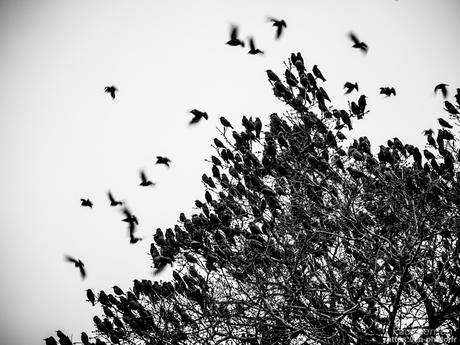 tournepierres à collier et bécasseaux sanderling à #Fouesnant #Bretagne #Finistère tournepierres à collier et bécasseaux sanderling à #Fouesnant #Bretagne #Finistère