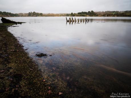 tournepierres à collier et bécasseaux sanderling à #Fouesnant #Bretagne #Finistère tournepierres à collier et bécasseaux sanderling à #Fouesnant #Bretagne #Finistère
