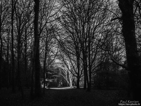 tournepierres à collier et bécasseaux sanderling à #Fouesnant #Bretagne #Finistère tournepierres à collier et bécasseaux sanderling à #Fouesnant #Bretagne #Finistère