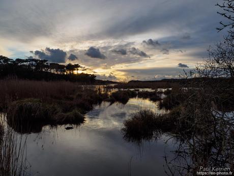 tournepierres à collier et bécasseaux sanderling à #Fouesnant #Bretagne #Finistère tournepierres à collier et bécasseaux sanderling à #Fouesnant #Bretagne #Finistère