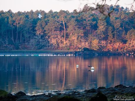 tournepierres à collier et bécasseaux sanderling à #Fouesnant #Bretagne #Finistère tournepierres à collier et bécasseaux sanderling à #Fouesnant #Bretagne #Finistère