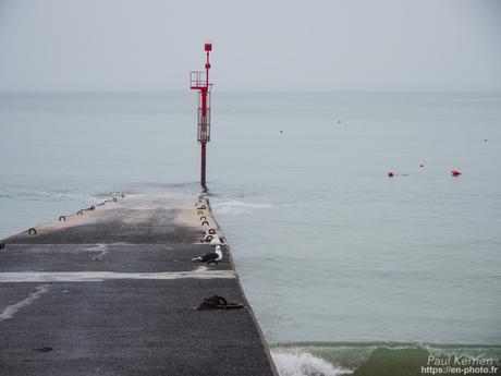 tournepierres à collier et bécasseaux sanderling à #Fouesnant #Bretagne #Finistère tournepierres à collier et bécasseaux sanderling à #Fouesnant #Bretagne #Finistère