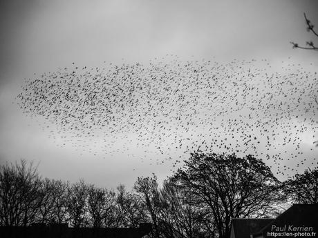 tournepierres à collier et bécasseaux sanderling à #Fouesnant #Bretagne #Finistère tournepierres à collier et bécasseaux sanderling à #Fouesnant #Bretagne #Finistère