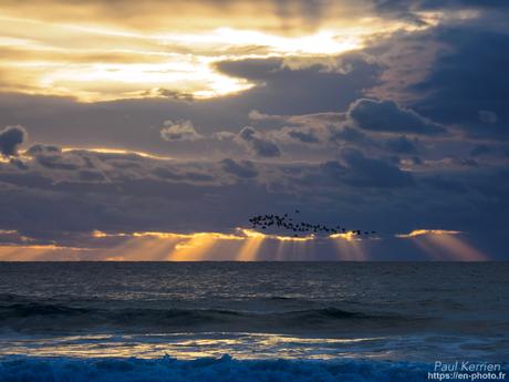 tournepierres à collier et bécasseaux sanderling à #Fouesnant #Bretagne #Finistère tournepierres à collier et bécasseaux sanderling à #Fouesnant #Bretagne #Finistère