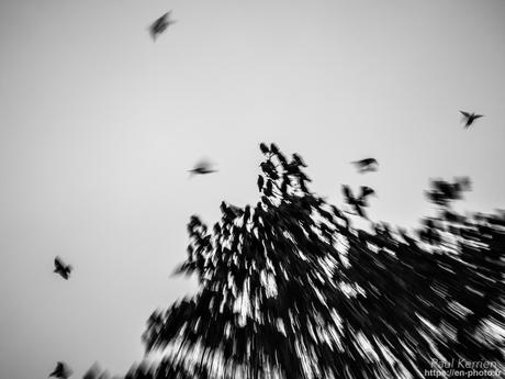 tournepierres à collier et bécasseaux sanderling à #Fouesnant #Bretagne #Finistère tournepierres à collier et bécasseaux sanderling à #Fouesnant #Bretagne #Finistère