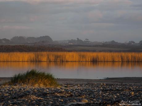 tournepierres à collier et bécasseaux sanderling à #Fouesnant #Bretagne #Finistère tournepierres à collier et bécasseaux sanderling à #Fouesnant #Bretagne #Finistère