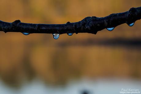 tournepierres à collier et bécasseaux sanderling à #Fouesnant #Bretagne #Finistère tournepierres à collier et bécasseaux sanderling à #Fouesnant #Bretagne #Finistère