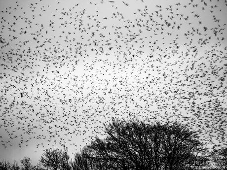 tournepierres à collier et bécasseaux sanderling à #Fouesnant #Bretagne #Finistère tournepierres à collier et bécasseaux sanderling à #Fouesnant #Bretagne #Finistère