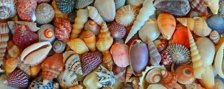 coquillages de plage pouvant servir à la confection de colliers