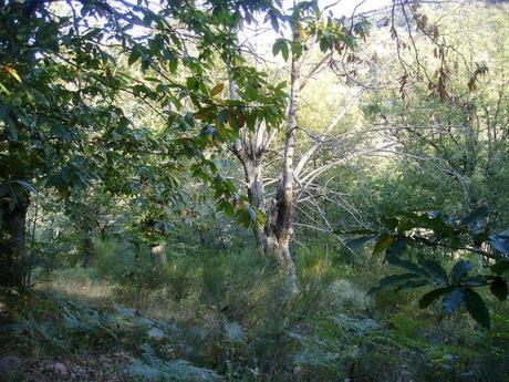 aux heures pâles aux heures pâles